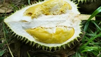 Dari kebun SW Garden di Khao Baisi, Thailand, ada durian E-Nak yang matang sampai jatuh dari pohonnya. Durian ini punya tekstur ringan, seperti menyantap whipping cream. Rasa gurih manisnya seperti karamel. Foto: Year of the Durian