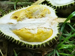 Efek Samping Minum Susu hingga Jenis Durian Terbaik yang Creamy