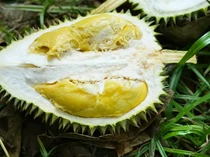 Efek Samping Minum Susu hingga Jenis Durian Terbaik yang Creamy