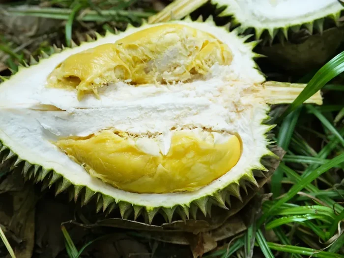 10 Durian Terbaik dengan Tekstur Creamy dan Rasa Unik