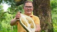 Durian D220 Tokun Top merupakan durian asal Penang, Malaysia. Rasanya disebut istimewa dengan aksen pahit, rasa mirip rum, dan custard kahlua-vanilla yang unik. Foto: Year of the Durian