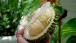 10 Durian Terbaik dengan Tekstur Creamy dan Rasa Unik, Ada dari Indonesia?