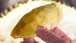 10 Durian Terbaik dengan Tekstur Creamy dan Rasa Unik, Ada dari Indonesia?