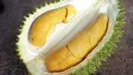 10 Durian Terbaik dengan Tekstur Creamy dan Rasa Unik, Ada dari Indonesia?