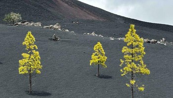 Ini pemandangan asli saat mendaki gunung berapi di Tenerife, Spanyol. Bukan foto AI lho. Foto: BoredPanda