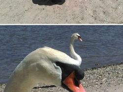 Foto-foto Ilusi Optik yang Membingungkan Sampai Dikira Palsu