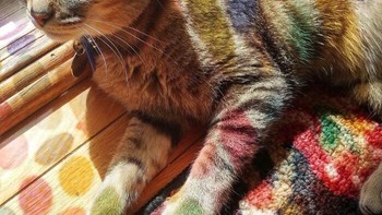 Ini bukan foto kucing AI, tapi kucing yang kena bayangan kaca yang ditempeli stiker polkadot warna-warni, membuatnya tampak seperti kucing bercorak totol-totol warna- warni. Foto: BoredPanda