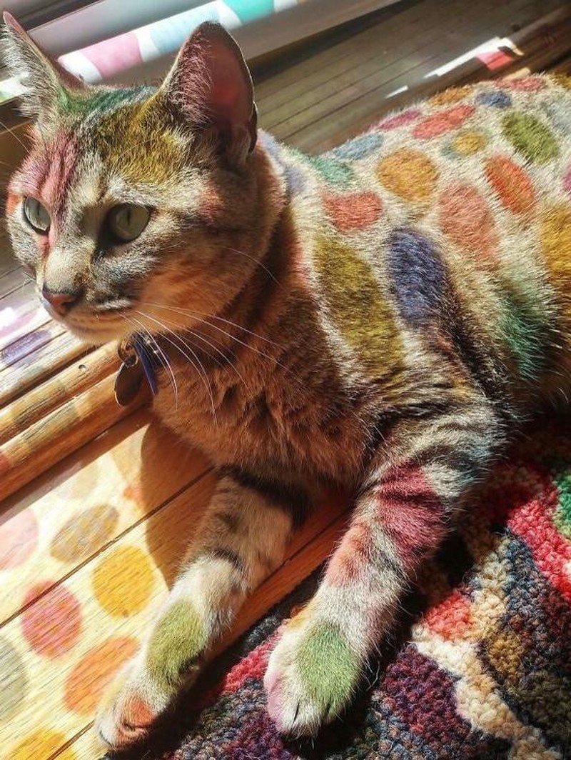 Foto ilusi optik