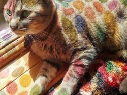 Foto-foto Ilusi Optik yang Membingungkan Sampai Dikira Palsu