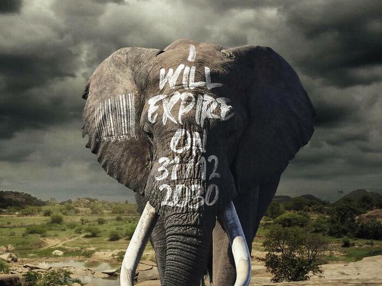 Bermacam Kampanye Iklan Tampilkan Gajah dari yang Lucu Sampai Memilukan