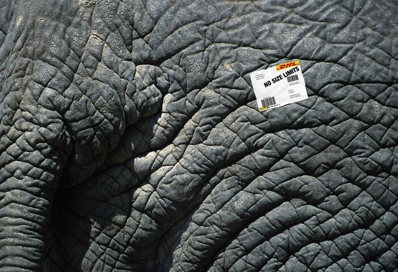 Gajah