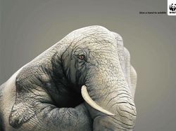 Bermacam Kampanye Iklan Tampilkan Gajah dari yang Lucu Sampai Memilukan