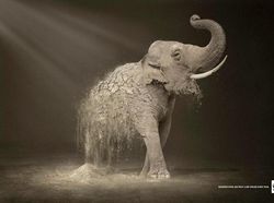 Bermacam Kampanye Iklan Tampilkan Gajah dari yang Lucu Sampai Memilukan