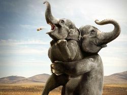 Bermacam Kampanye Iklan Tampilkan Gajah dari yang Lucu Sampai Memilukan