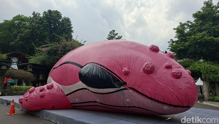 Runa, Paus Pink Raksasa Pembawa Pesan Mulia