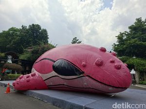 Runa, Paus Pink Raksasa Pembawa Pesan Mulia