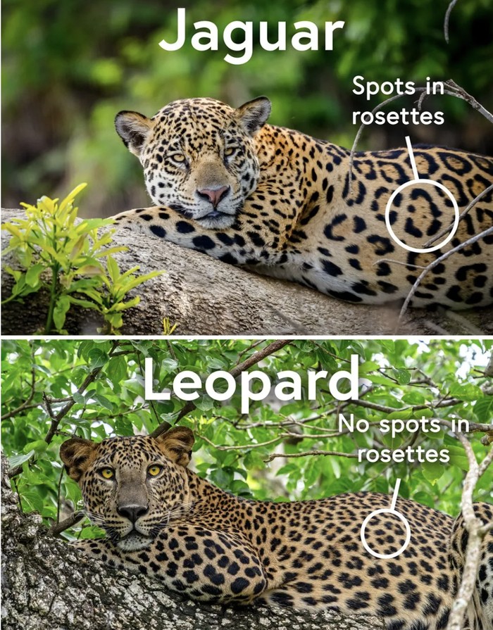 Jaguar dan macan tutul Jaguar dan macan tutul