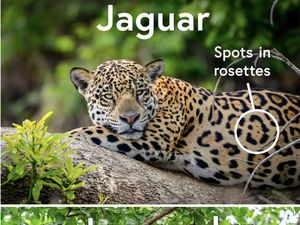 Macan Tutul dan Jaguar, Beda atau Sama?