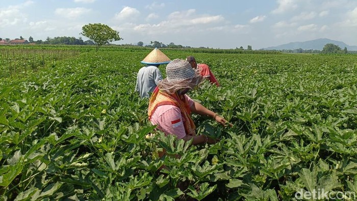 Petani okra di Jember