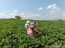 Kaya Khasiat, Okra Jember Tembus Pasar Jepang hingga Hong Kong