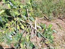 Kebun PTPN di Ijen Kembali Dirusak OTK, Puluhan Pohon Kopi Ditebang