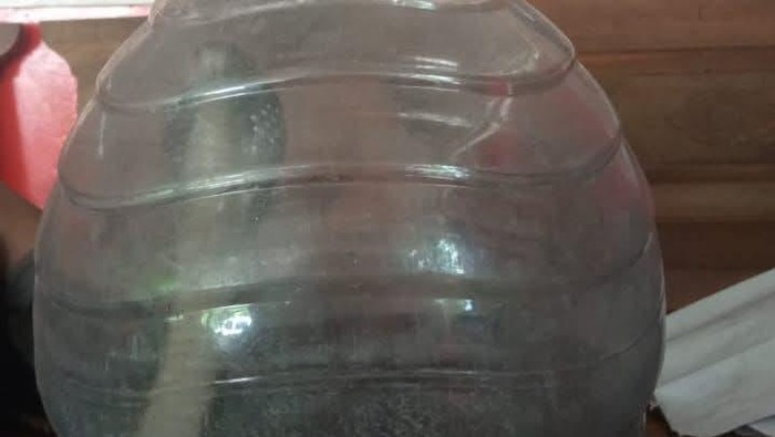 Mak Jegagik! Warga Cawas Klaten Ketemu Kobra 1,2 Meter Saat Wudu