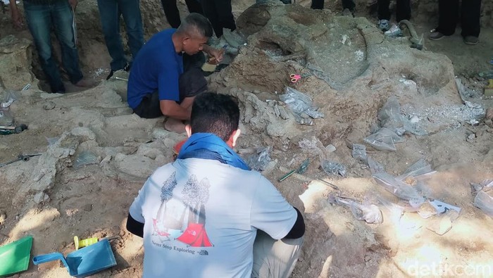 Fosil Gajah Purba Raksasa Ditemukan di Pegunungan Pandan Nganjuk