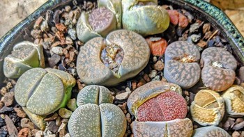 Living Stones (Lithops). Tanaman asal Afrika Selatan ini menyerupai batu kecil untuk berkamuflase dari hewan pemakan tumbuhan. Bentuknya unik, dua daun berdaging tebal menyatu seperti kerikil berwarna abu-abu atau cokelat. Saat mekar, bunga putih atau kuning muncul di tengahnya, kontras indah dengan “batu” di sekelilingnya. Foto: Boredpanda.