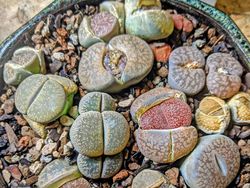 Tanaman Unik Ini Tampak Seram dan Menakutkan, Tapi Nyata!