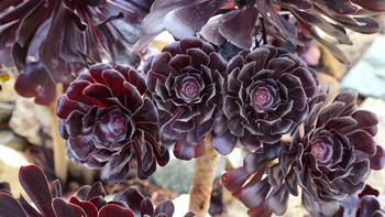 Black Rose (Aeonium Arboreum ‘Zwartkop’) Sukulen berwarna ungu kehitaman ini tampak seperti mawar gothic. Daunnya tersusun spiral di ujung batang panjang. Saat terkena sinar matahari penuh, warnanya makin gelap—nyaris hitam. Cocok untuk taman bergaya dramatis atau dekorasi Halloween alami. Foto: Boredpanda.