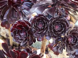 Tanaman Unik Ini Tampak Seram dan Menakutkan, Tapi Nyata!