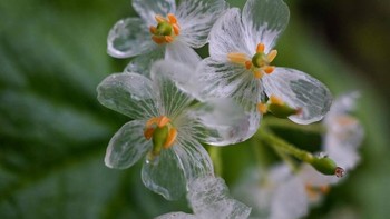 Skeleton Flower (Diphylleia Grayi) Bunga putih polos ini jadi transparan saat terkena air hujan. Fenomena “tulang daun” yang tampak jelas membuatnya disebut skeleton flower. Tumbuh di pegunungan Jepang dan Tiongkok, tanaman ini simbol keindahan yang rapuh dan misterius. Foto: Boredpanda.