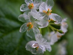 Tanaman Unik Ini Tampak Seram dan Menakutkan, Tapi Nyata!
