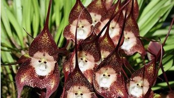Dracula Orchid (Dracula Simia) Orchid langka dari Ekuador ini disebut “monkey orchid” karena bentuk bunganya menyerupai wajah monyet kecil. Aroma buah matang yang kuat menarik penyerbuk alami. Namanya “Dracula” berasal dari kelopak panjang yang menyerupai taring vampir. Foto: Boredpanda.  