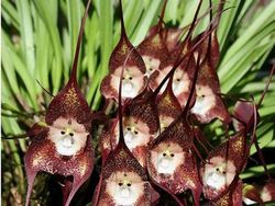 Tanaman Unik Ini Tampak Seram dan Menakutkan, Tapi Nyata!