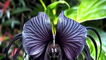 Black Bat Flower (Tacca Chantrieri) Tanaman tropis asal Asia Tenggara ini memiliki bunga besar berwarna hitam legam dengan “kumis” panjang hingga 30 cm. Penampilannya menyerupai kelelawar terbang di malam hari—eksotis dan menakutkan sekaligus. Foto: Boredpanda.  