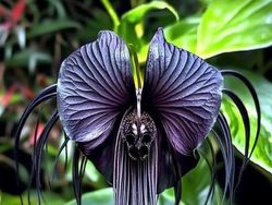 Tanaman Unik Ini Tampak Seram dan Menakutkan, Tapi Nyata!