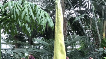 Corpse Flower (Amorphophallus Titanum) Raksasa dunia botani dari Sumatera ini bisa tumbuh setinggi dua meter dan mengeluarkan bau busuk seperti bangkai untuk menarik serangga penyerbuk. Mekarnya sangat langka, hanya sekali setiap beberapa tahun. Foto: Boredpanda.  