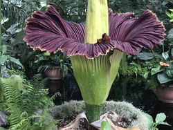 Tanaman Unik Ini Tampak Seram dan Menakutkan, Tapi Nyata!