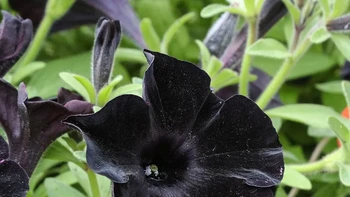 Black Velvet Petunia (Petunia ‘Black Velvet’) Dikenal sebagai petunia paling gelap di dunia, kelopaknya hitam pekat dengan tekstur lembut seperti beludru. Warna ekstrem ini hasil persilangan cermat, menjadikannya favorit kolektor tanaman unik. Foto: Boredpanda.