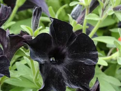 Tanaman Unik Ini Tampak Seram dan Menakutkan, Tapi Nyata!