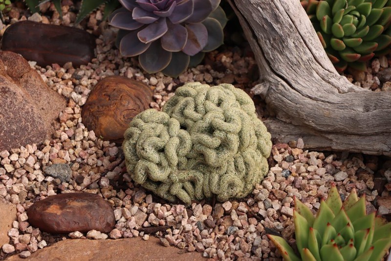 Foto Tanaman Unik dan Menyeramkan