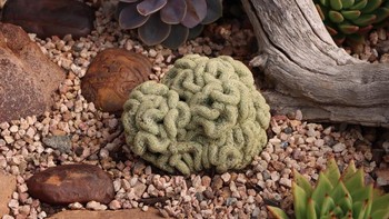 Brain Cactus (Mammillaria Elongata ‘Cristata’) Kaktus ini tumbuh berlipat-lipat membentuk pola menyerupai otak manusia. Teksturnya halus dan melingkar tidak beraturan, hasil mutasi alami yang jarang terjadi. Cocok untuk koleksi botani bergaya eksentrik. Foto: Boredpanda.  