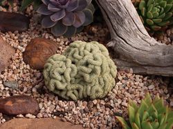 Tanaman Unik Ini Tampak Seram dan Menakutkan, Tapi Nyata!