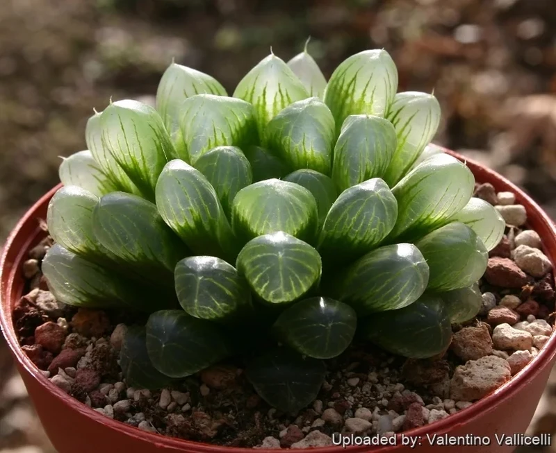 Foto Tanaman Unik dan Menyeramkan