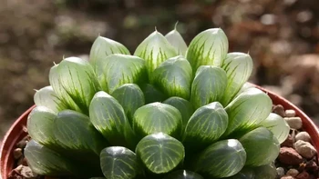 Glassy Haworthia (Haworthia Cooperi Var. Truncata) Sukulen mungil ini memiliki daun bening seperti kaca, memungkinkan cahaya menembus ke dalam jaringan fotosintesis. Saat terkena matahari, tampilannya berkilau bak kristal hidup dalam pot kecil. Foto: Boredpanda.  