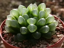 Tanaman Unik Ini Tampak Seram dan Menakutkan, Tapi Nyata!