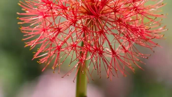 Blood Lily (Scadoxus Multiflorus) Dikenal juga sebagai “bola api Afrika”, tanaman ini menampilkan bunga merah menyala menyerupai ledakan kembang api. Mekar di musim panas, menjadikannya simbol keberanian dan kehidupan baru. Foto: Boredpanda