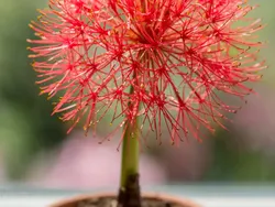 Tanaman Unik Ini Tampak Seram dan Menakutkan, Tapi Nyata!