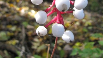 Doll’s Eyes (Actaea Pachypoda) Buah putih bundar dengan titik hitam di tengah membuatnya mirip bola mata boneka. Meski menarik, seluruh bagian tanaman ini beracun mematikan. Ditemukan di hutan Amerika Utara. Foto: Boredpanda